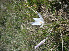 Crocus reticulatus