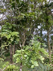 Paubrasilia echinata