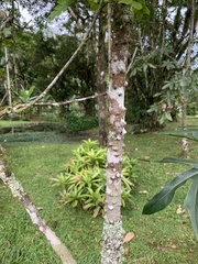 Paubrasilia echinata