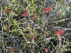 Castilleja affinis