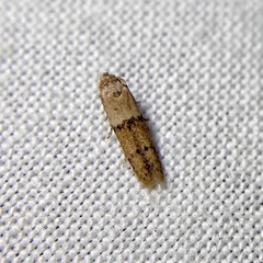 Blastobasis tanyptera