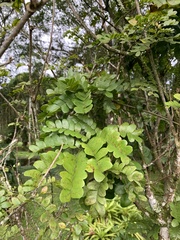 Paubrasilia echinata