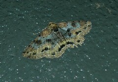 Paradromulia ambigua