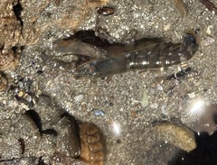 Alpheidae
