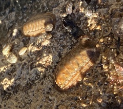 Ischnochiton cariosus