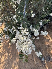 Ceanothus crassifolius