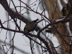 Parus major