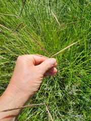 Andropogon schirensis