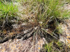 Eragrostis racemosa