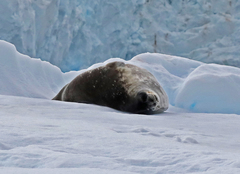 Leptonychotes weddellii