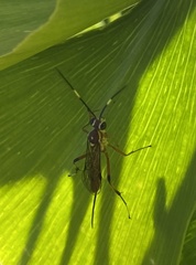 Cryptinae