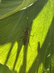 Cryptinae