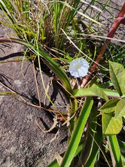 Ipomoea simplex