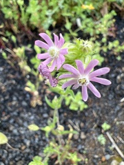 Silene gallica