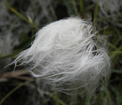 Eriophorum scheuchzeri