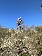 Ceanothus tomentosus