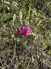 Lathyrus vestitus alefeldii
