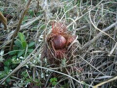 Paeonia tenuifolia