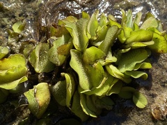 Salvinia molesta