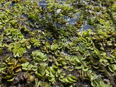 Salvinia molesta