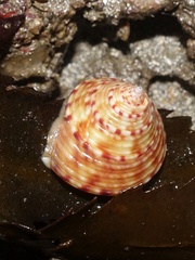 Calliostoma zizyphinum