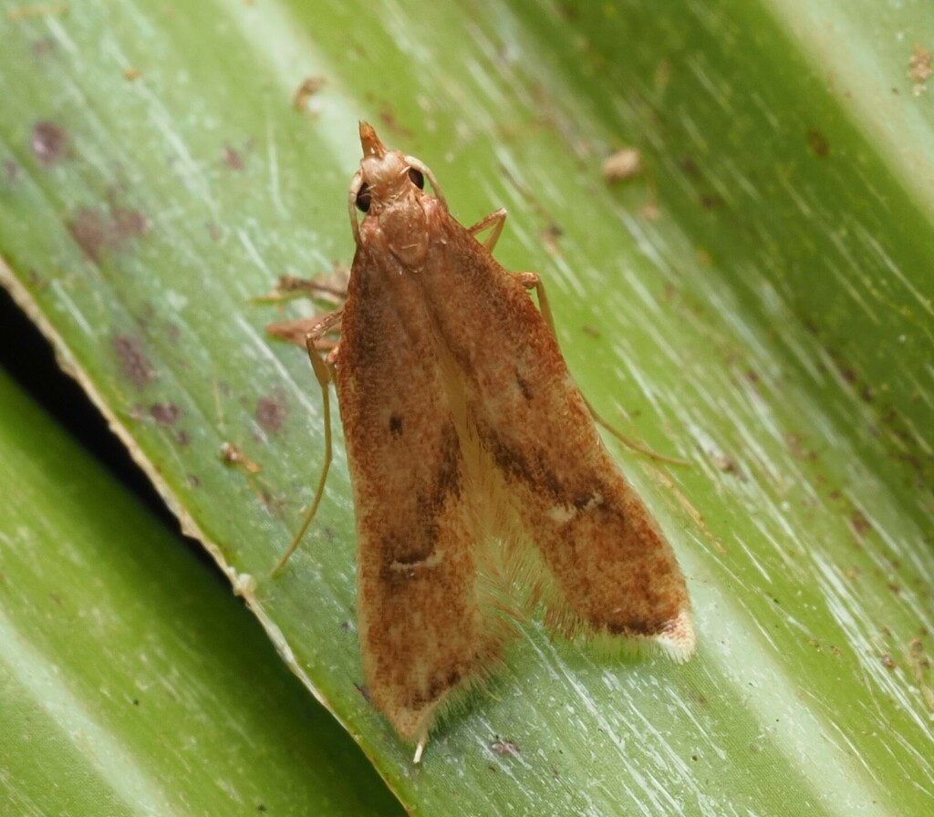 Thambotricha vates
