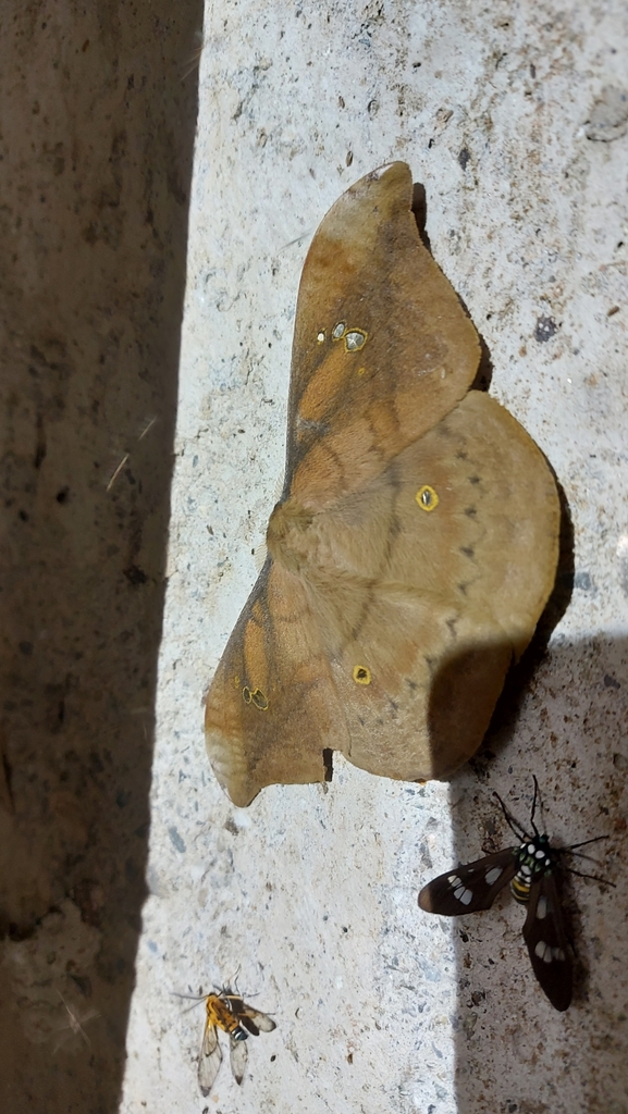 Copaxa andorientalis