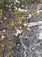 Lachnaea grandiflora
