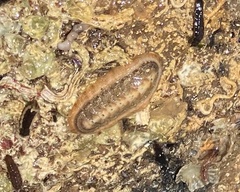 Ischnochiton cariosus
