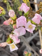 Lachnaea grandiflora