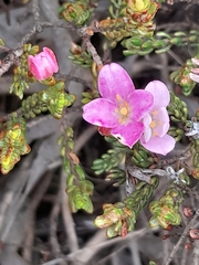 Lachnaea grandiflora