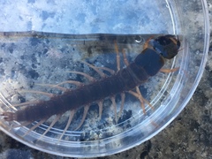 Orohermes crepusculus