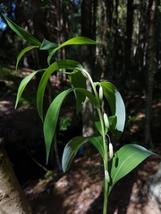 Polygonatum odoratum