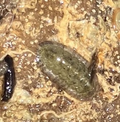 Chitonoidea