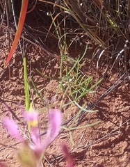 Cleome maculata