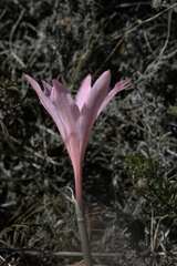 Cyrtanthus novus-annus