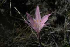 Cyrtanthus novus-annus