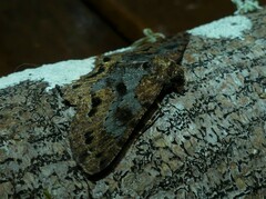 Paradromulia ambigua