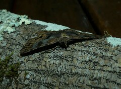 Paradromulia ambigua