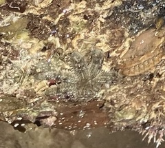 Allostichaster polyplax