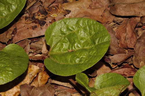 Aristolochia heppii image
