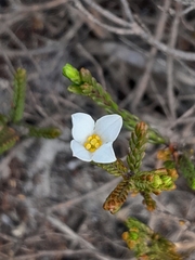 Lachnaea