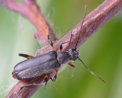 Grammoptera abdominalis