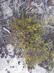 Lachnaea
