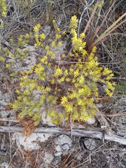 Gnidia juniperifolia