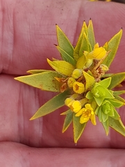 Gnidia juniperifolia