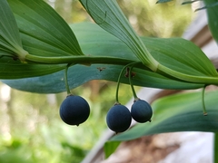 Polygonatum odoratum