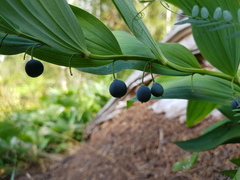 Polygonatum odoratum
