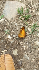 Vagrans sinha