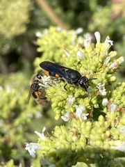 Hyleoides concinna